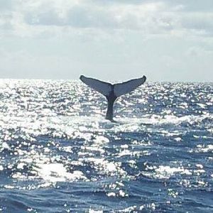 Meet your Posher, Helen